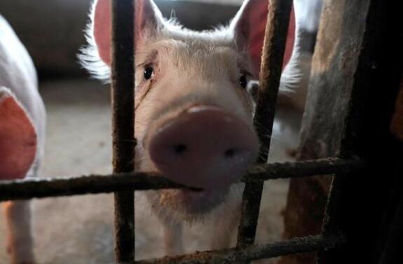 疫情让消费量骤减 美猪肉厂商考虑对生猪实施安乐死