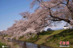 担忧游客扎堆，日本弘前市长呼吁市民勿分享樱花照缩略图
