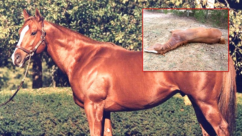 泰国发生“非洲马瘟”已经造成168匹马死亡