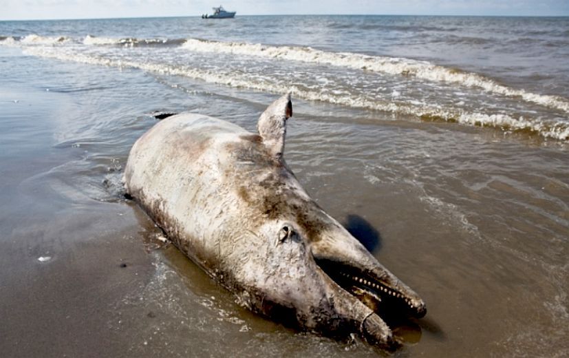 墨西哥湾漏油事件10周年：数千种鱼类体内仍有油污染