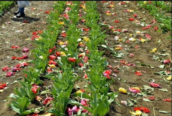 为防民众聚集赏花传病毒，日本一市剪掉80万朵郁金香
