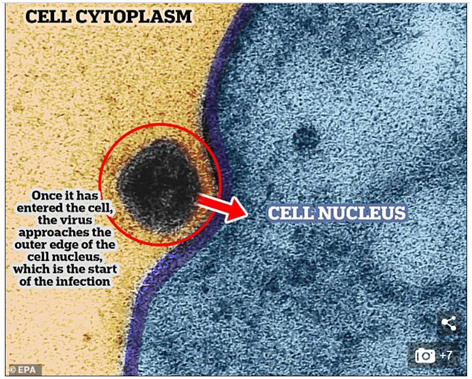 首次捕捉：新冠病毒这样感染健康细胞