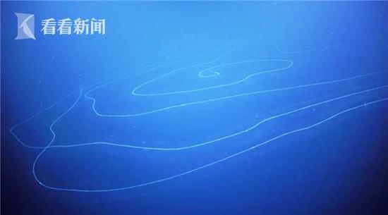 深海发现迄今为止最长动物 螺旋丝带状长达47米