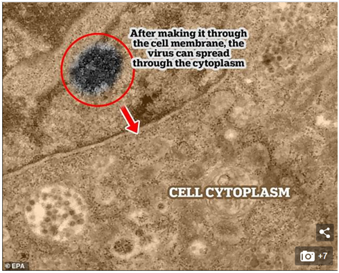 首次捕捉：新冠病毒这样感染健康细胞