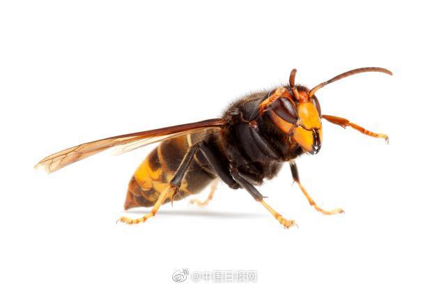 祸不单行！受新冠影响的美国将面临亚洲大黄蜂入侵