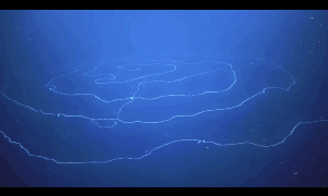 深海发现迄今为止最长动物 螺旋丝带状长达47米缩略图