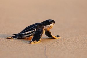 因疫情封锁海滩 泰国稀有海龟数量增长达到20年之最缩略图