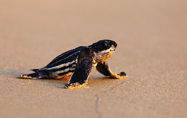 因疫情封锁海滩 泰国稀有海龟数量增长达到20年之最